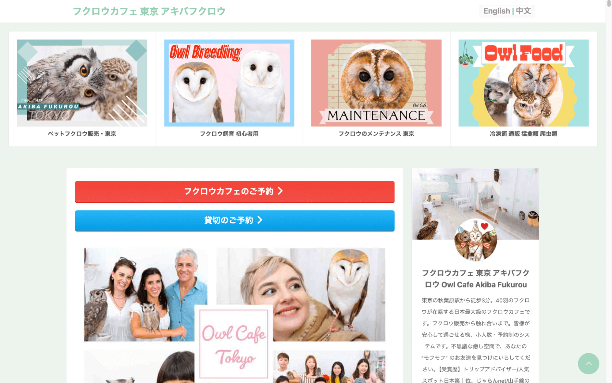 フクロウカフェ 東京 アキバフクロウ